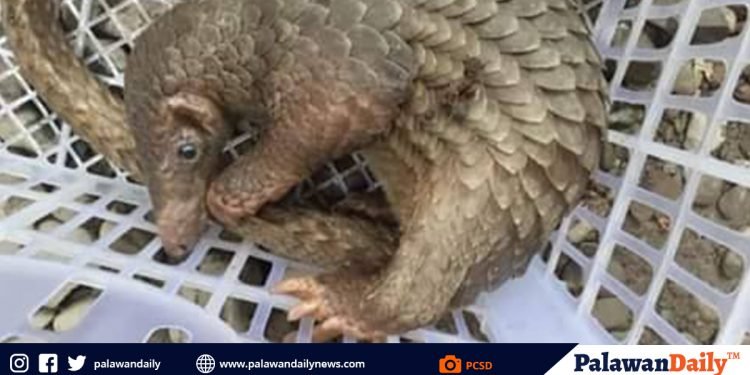 Pangolin, na-rescue sa Bataraza
