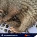 Pangolin, na-rescue sa Bataraza