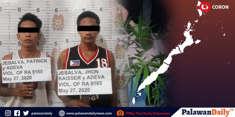 Magkapatid, arestado sa Coron dahil sa marijuana
