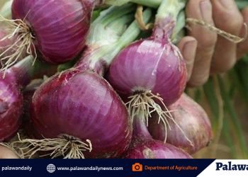 Farmer proves onions can thrive in Palawan