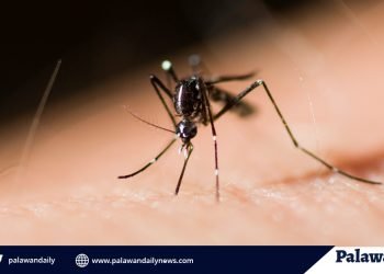 Kaso ng dengue sa Palawan, bumaba
