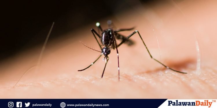 Kaso ng dengue sa Palawan, bumaba