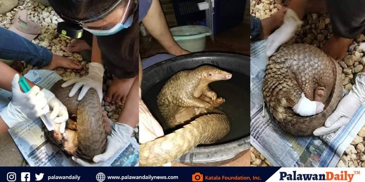 KFI treats dehydrated, weak Pangolin