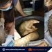 KFI treats dehydrated, weak Pangolin