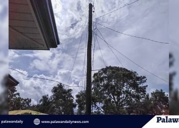 Manipis na supply ng kuryente, mga puno, dahilan ng brownout sa Narra ayon sa PALECO