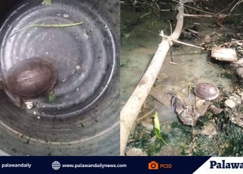 2 Asian Box Turtle, isinauli ng mga taga-lungsod ng Puerto Princesa sa PCSDS