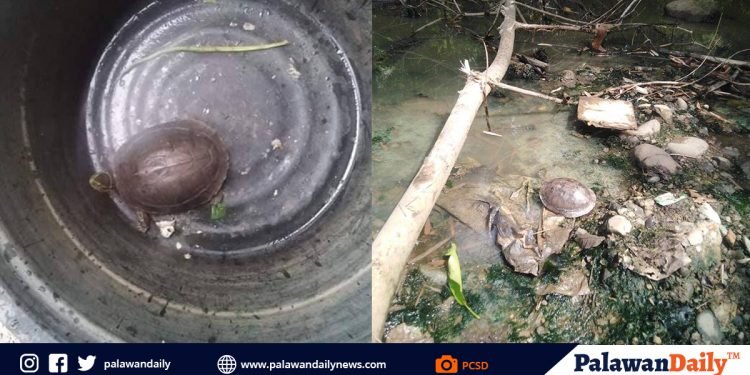 2 Asian Box Turtle, isinauli ng mga taga-lungsod ng Puerto Princesa sa PCSDS