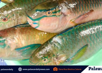 PCSDS: Parrot fish are essential to marine and coral ecosystem
