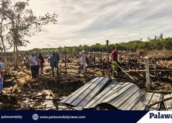 Government agencies join hands to help save and protect mangroves