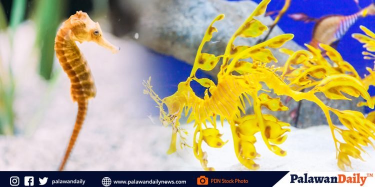 Kilo-kilong sea horse at sea dragon, nakumpiska mula sa 7 katao sa Taytay