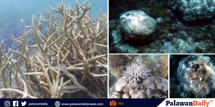 Bleached Corals, found in Tubbataha