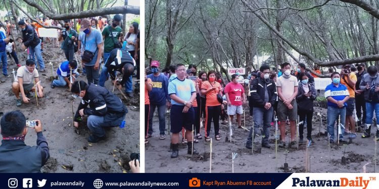 Humigit kumulang 1000 mangrove seedlings, naitanim sa Bucana-Matahimik resettlement area