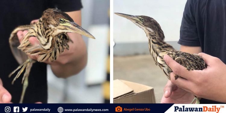 Isang native na ibon natagpuan sa Barangay Urduja