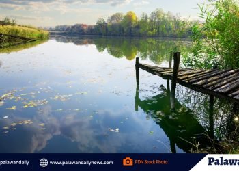 Mangrove scientist pushes for mangrove rehabilitation in abandoned fishponds