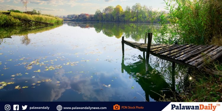 Mangrove scientist pushes for mangrove rehabilitation in abandoned fishponds