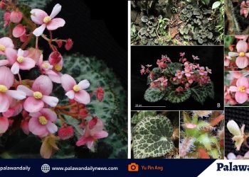 Phtaxa researchers appeal to the public: protect newest discovered plant