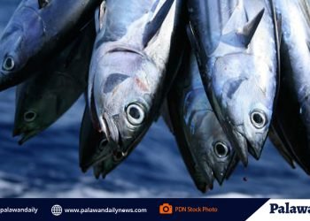 Occidental Mindoro town emerges as new ‘tuna capital’