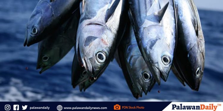 Occidental Mindoro town emerges as new ‘tuna capital’