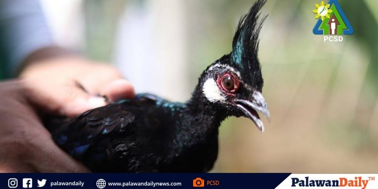Palawan Peacock-Pheasant turned over to PCSD