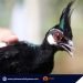 Palawan Peacock-Pheasant turned over to PCSD