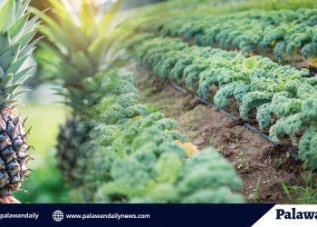 Palaweños urged to plant vegetable, fruit trees in support of tourism