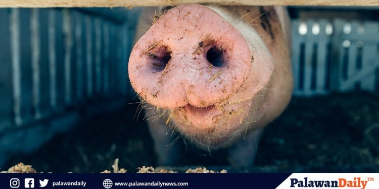 City Veterinary Office, may libreng programa sa paghahayupan