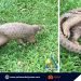Rescued Pangolin in Batangas, now undergoing recovery in Katala Foundation