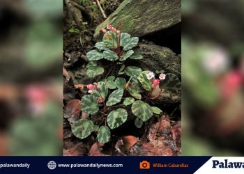 New plant discovered in Port Barton
