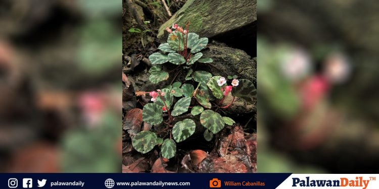 New plant discovered in Port Barton