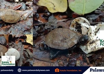 Katala Foundation welcomes birth of its Palawan forest turtle