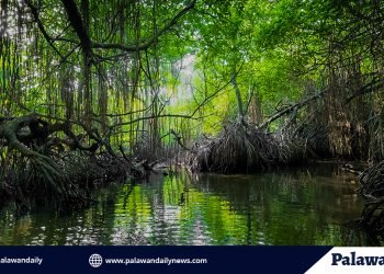 Mangrove scientist: our country needs coastal greenbelts