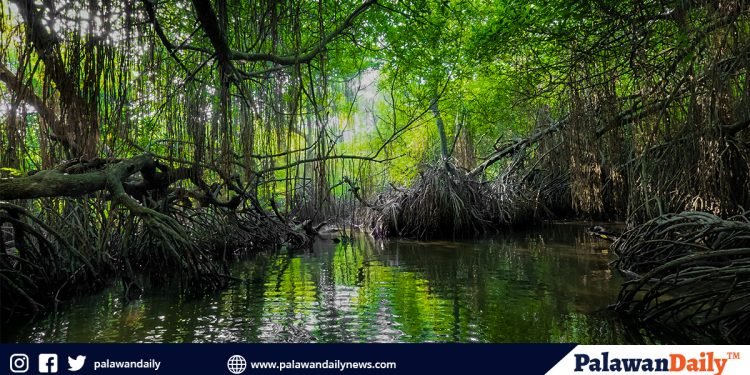 Mangrove scientist: our country needs coastal greenbelts