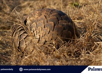 Illegal trade of pangolin increases nine-fold