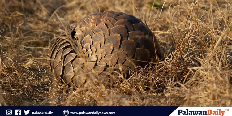 Illegal trade of pangolin increases nine-fold