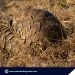 Illegal trade of pangolin increases nine-fold