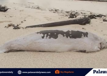 Patay na dugong, natagpuan sa Ursula Island