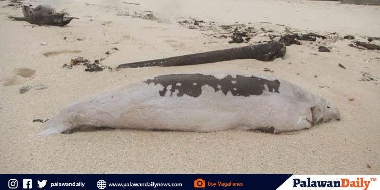 Patay na dugong, natagpuan sa Ursula Island