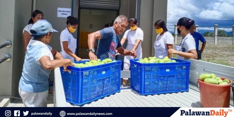 World Bank: Mango processing project in Puerto Princesa, a promising enterprise