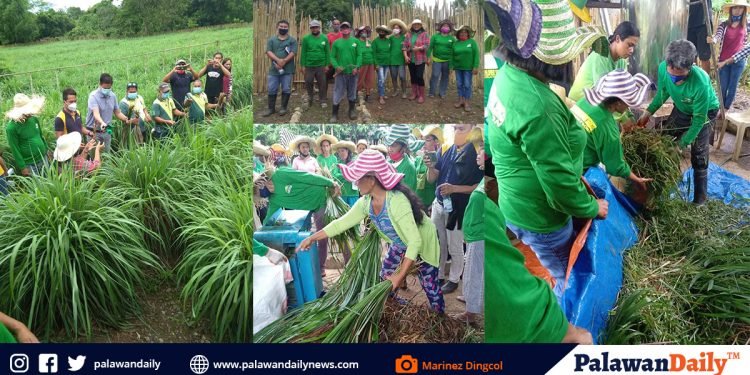Citronella festival premiers in Brgy. Bahile, Puerto Princesa