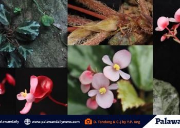 A new plant species found in San Vicente