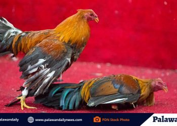 City Council tells barangays: Hold cockfights inside cockpits