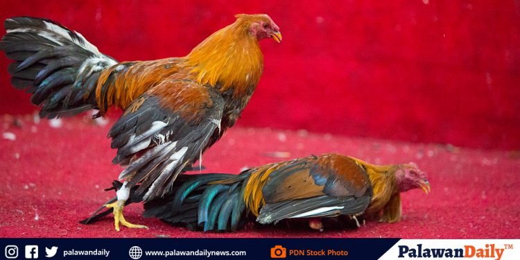 City Council tells barangays: Hold cockfights inside cockpits