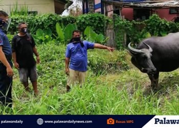 Nakaw na kalabaw, muntik nang maibenta ng suspek sa isang negosyante sa Bayan ng Roxas