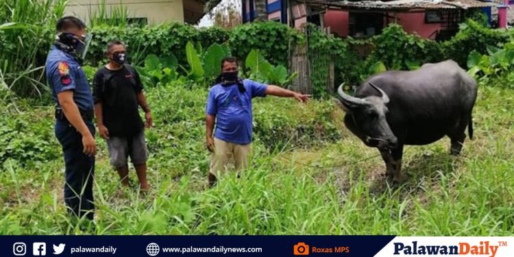 Nakaw na kalabaw, muntik nang maibenta ng suspek sa isang negosyante sa Bayan ng Roxas