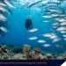 Lonely Planet lists Tubbataha Reefs as spectacular dive site