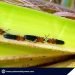 Coconut leaf beetle Brontispa infestation now under control – PCA