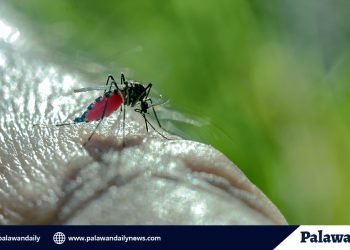 DOH: 9 deaths due to Dengue reported in Palawan