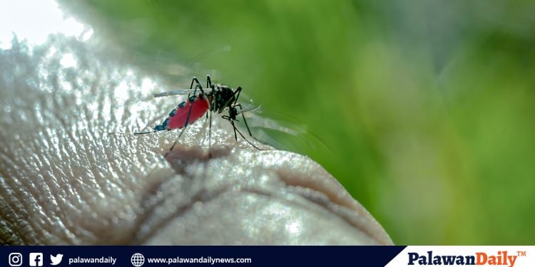 DOH: 9 deaths due to Dengue reported in Palawan