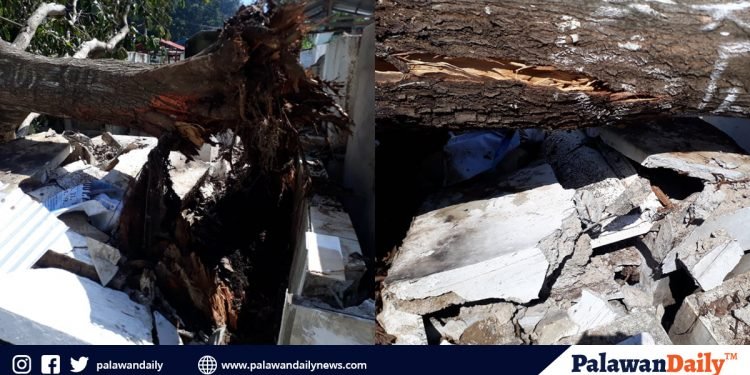 Ilang nitso sa PPC Public Cemetery, nabagsakan ng puno