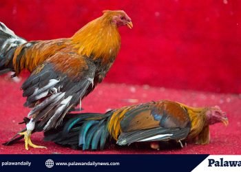 Violators of illegal cockfighting in Aborlan, still at large